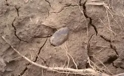 Point In Situ 3-20-11.webp