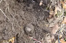 Quarter in dirt small.webp