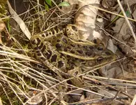 Frog small.webp