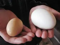 goose1.webp