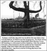 ww2 hanging tree.webp