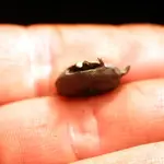 nc finds 03-31 009.webp