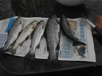 DSCF0033.webp