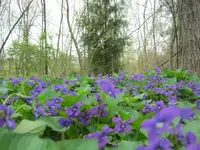 IMG_2810.webp