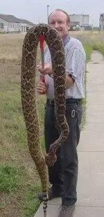 Western Diamondback - Cleburne, Texas - Unconfirmed 9 feet long..webp