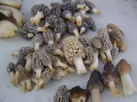 phplb9BdoPM.webp