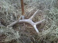 deer2.webp