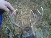 deer.webp