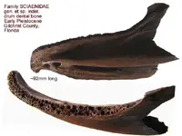 fishdrummandible.webp