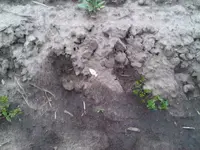 IMG00037-20110417-1600.webp