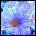 Striped Crocus.webp