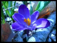 Purple Crocus.webp