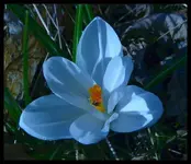 Crocus being Bugged.webp