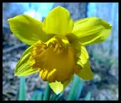 Daffodil.webp