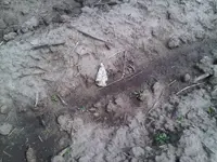 IMG00036-20110417-1502.webp