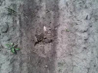 IMG00035-20110417-1443.webp