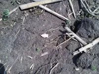 IMG00032-20110417-1148.webp