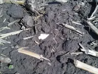 IMG00031-20110417-1014.webp