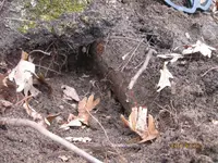 copper under root.webp