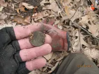 tree root copper.webp