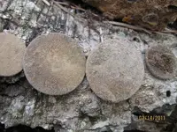 Two Coppers Site 254.webp