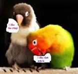 birds.webp