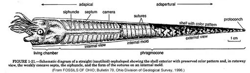 Orthocone Diagram.webp