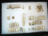 DSCN1184.webp