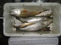 003.webp