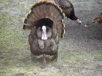 Gobblersolo.webp