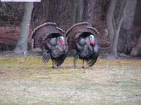 Gobblergroup2.webp