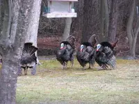 Gobblergroup4.webp