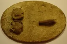 Yankeebeltbucklepuppypaws.webp
