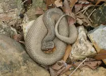 snakePerry.webp