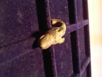 org low res5.webp