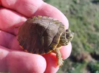 turtle.webp