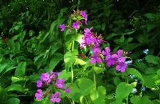 sdyd 005.webp