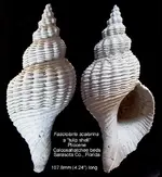 gastropodFasciolaria.webp