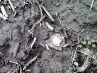 Thumba_2011-03-04_16-30-21.webp