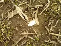 Thumba_2011-03-04_16-37-30.webp