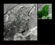 mars_26.webp