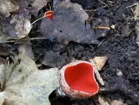 APRIL 2 HUNT WITH SNIFF 6TH COPPER 027 [1600x1200].webp