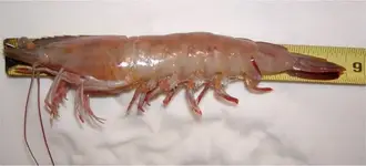 9 inch.webp
