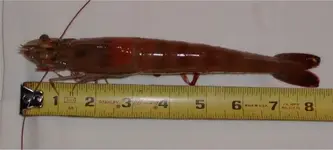 8 inch.webp
