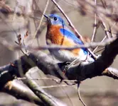 Eastern Bluebird.webp