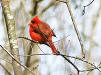 Male Cardinal.webp