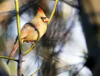 Female Cardinal III.webp