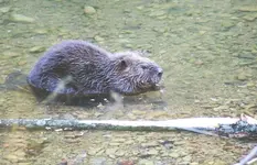 Beaver.webp