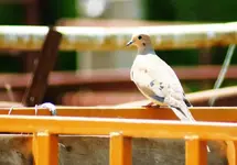 Dove.webp