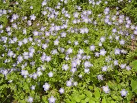 flowers 003.webp